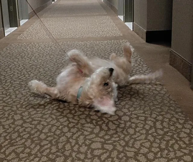 A senior medium-sized male Poodle dog named Louie for adoption in Brooklyn, NY