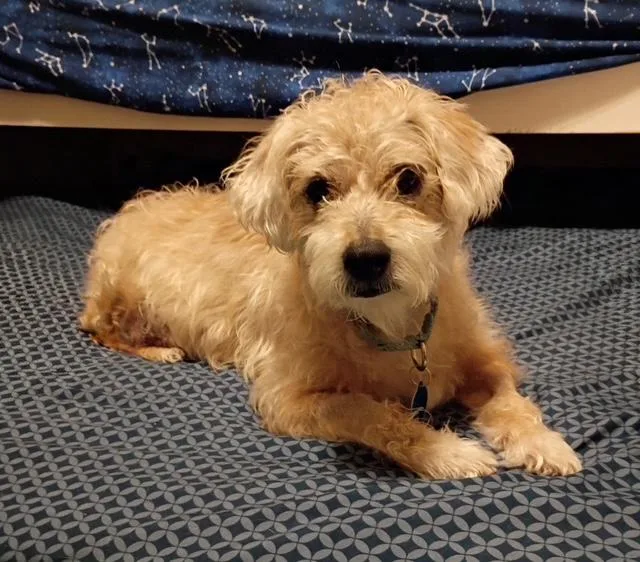 Louie thumbnail 2