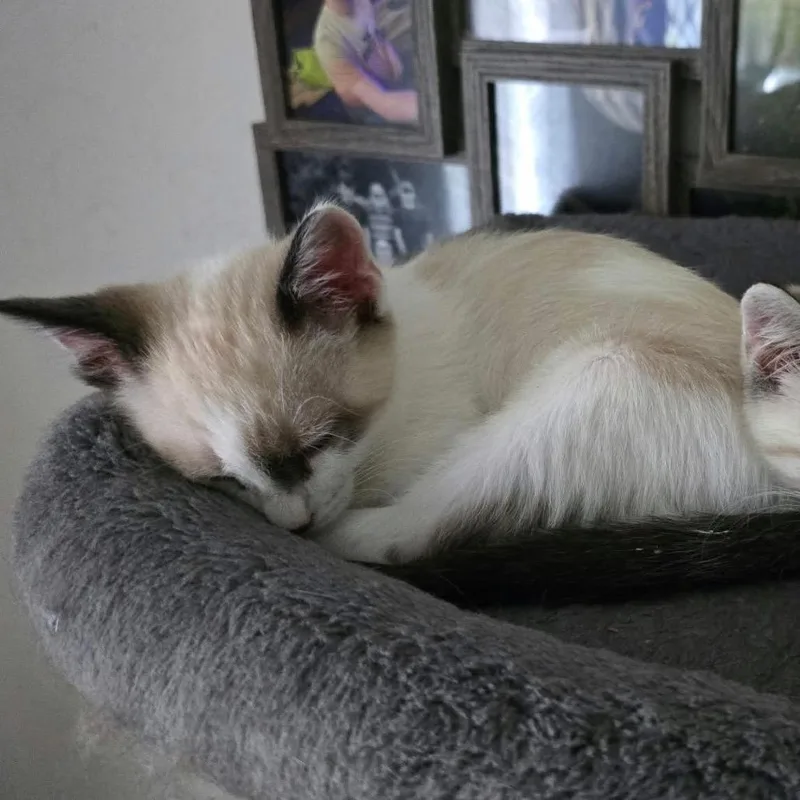 A baby small-sized male Domestic Short Hair cat named Fred for adoption in Canton, IL