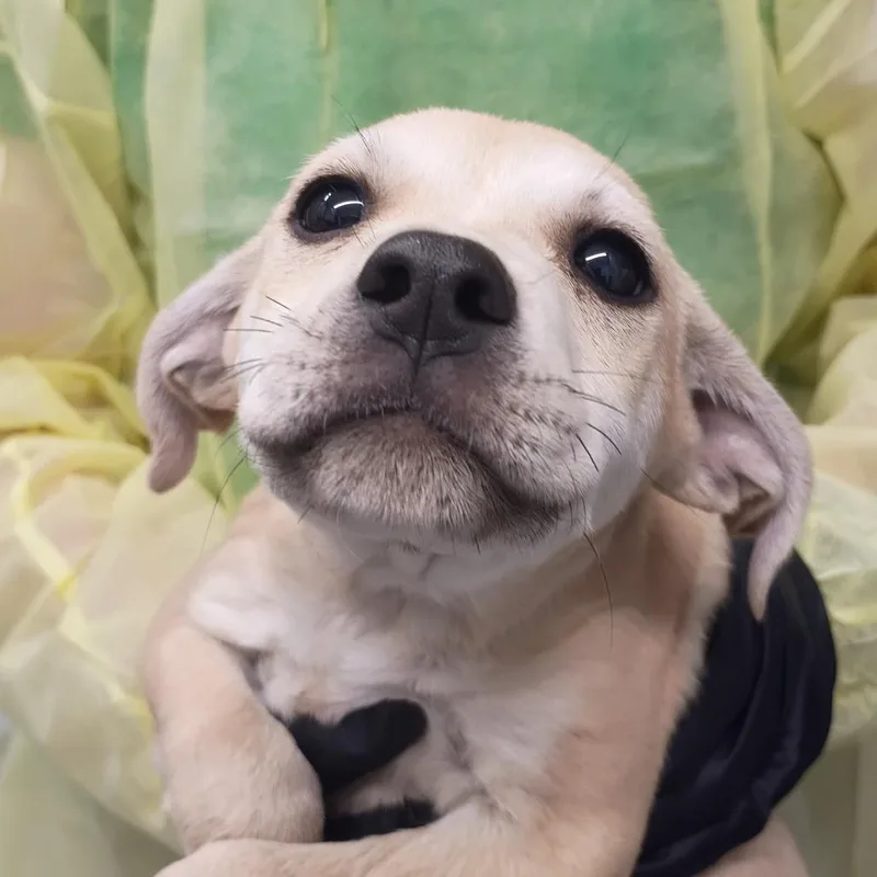 A baby small-sized male Yellow / Tan / Blond / Fawn Labrador Retriever dog named ScoobyDoo for adoption in Springtown, TX