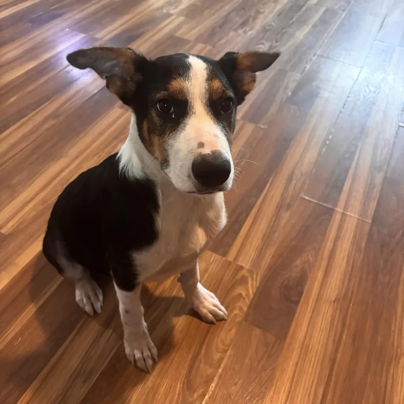 A baby large-sized male Tricolor (Brown, Black, & White) Labrador Retriever dog named Nico for adoption in Barkhamsted, CT