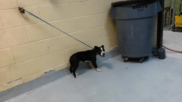 A baby small-sized male Pit Bull Terrier dog named Thing One for adoption in Tulsa, OK