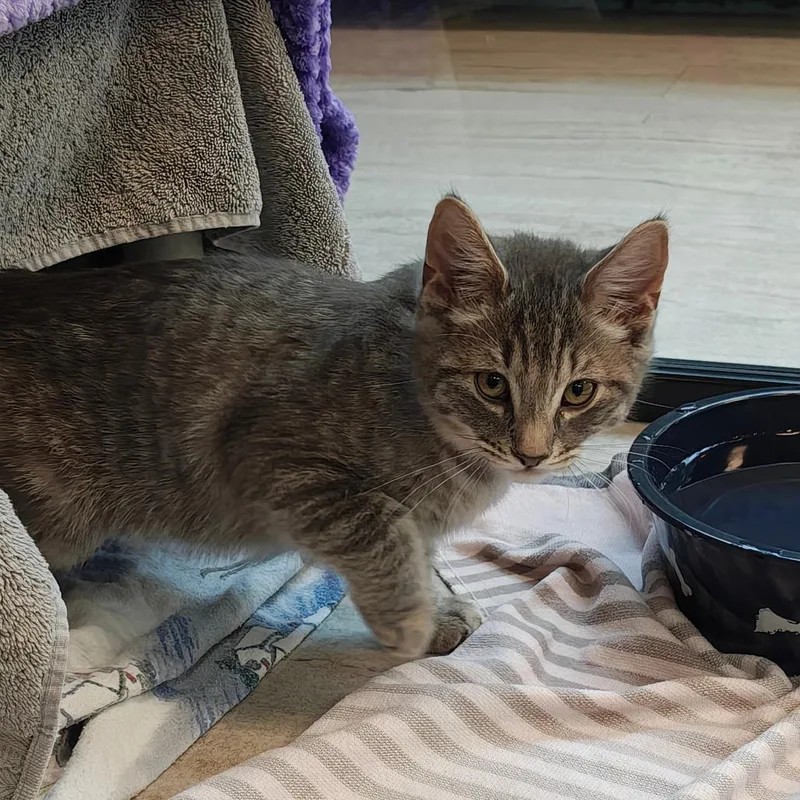 A baby small-sized female Domestic Short Hair cat named Tiffany for adoption in Fairport, NY