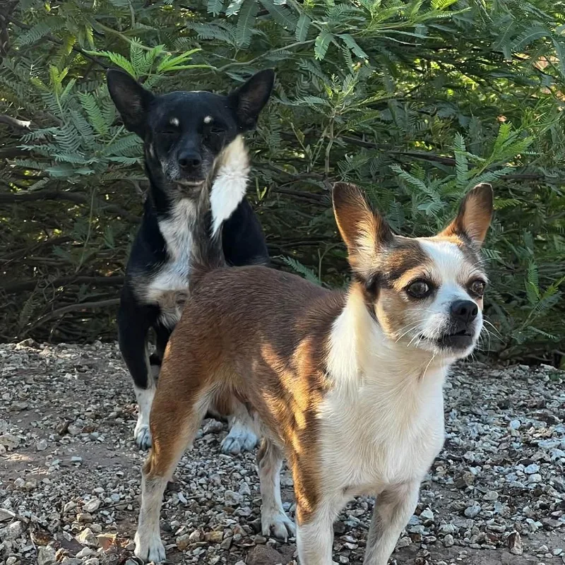 An adult small-sized male Chihuahua dog named DTWStray for adoption in Phoenix, AZ