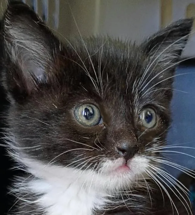 A baby medium-sized male Gray & White Domestic Short Hair cat named Rocket for adoption in Mansfield, OH