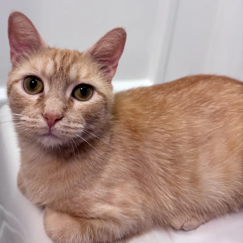 An adult medium-sized female Tabby (Orange / Red) Domestic Short Hair cat named Victoria for adoption in West Jefferson, OH