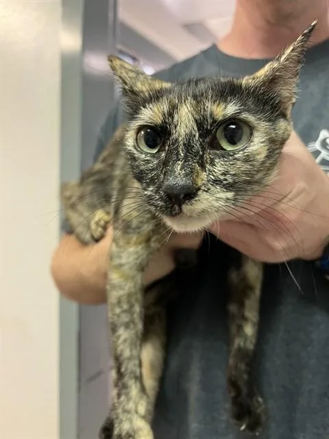 A young medium-sized female Domestic Short Hair cat named Kiki for adoption in Tucson, AZ