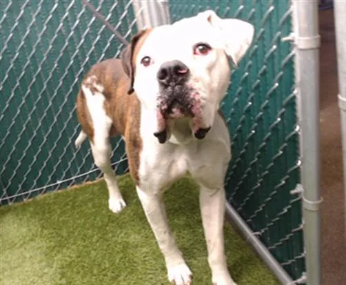 A young medium-sized male American Bulldog dog named Rubble for adoption in Downey, CA