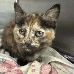 A baby small-sized female Domestic Short Hair cat named Monica for adoption in Indianapolis, IN