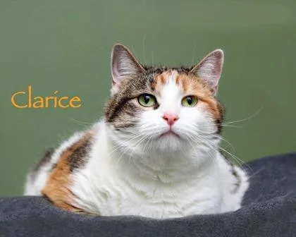 Clarice