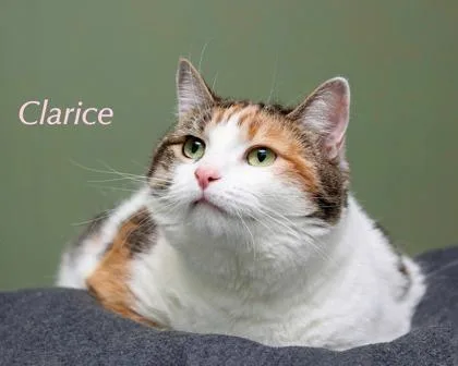 Clarice thumbnail 2