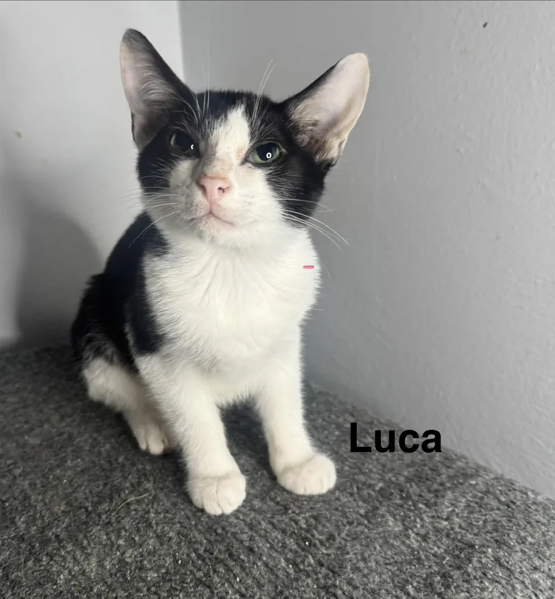 A baby medium-sized male Black & White / Tuxedo Tuxedo cat named Luca for adoption in Massillon, OH