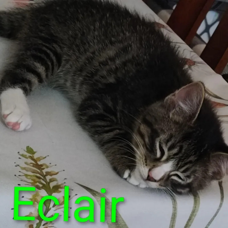 A baby medium-sized male Tabby (Brown / Chocolate) Domestic Short Hair cat named Eclair for adoption in Watertown, WI