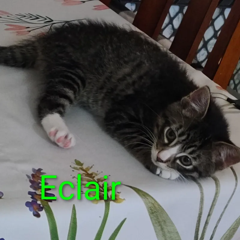 Eclair thumbnail 2