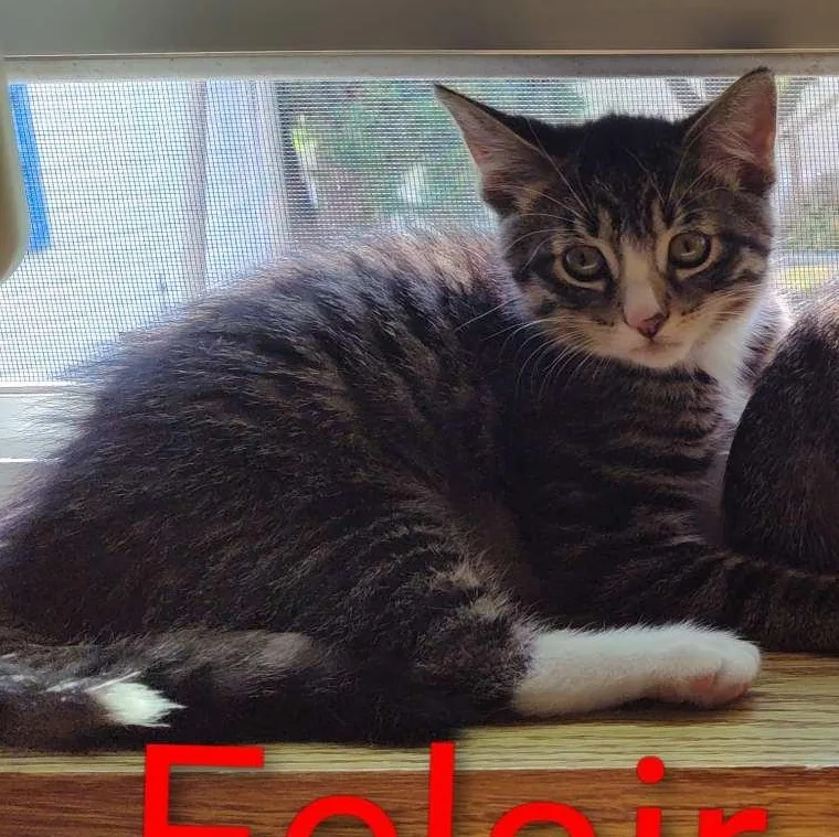 Eclair thumbnail 3