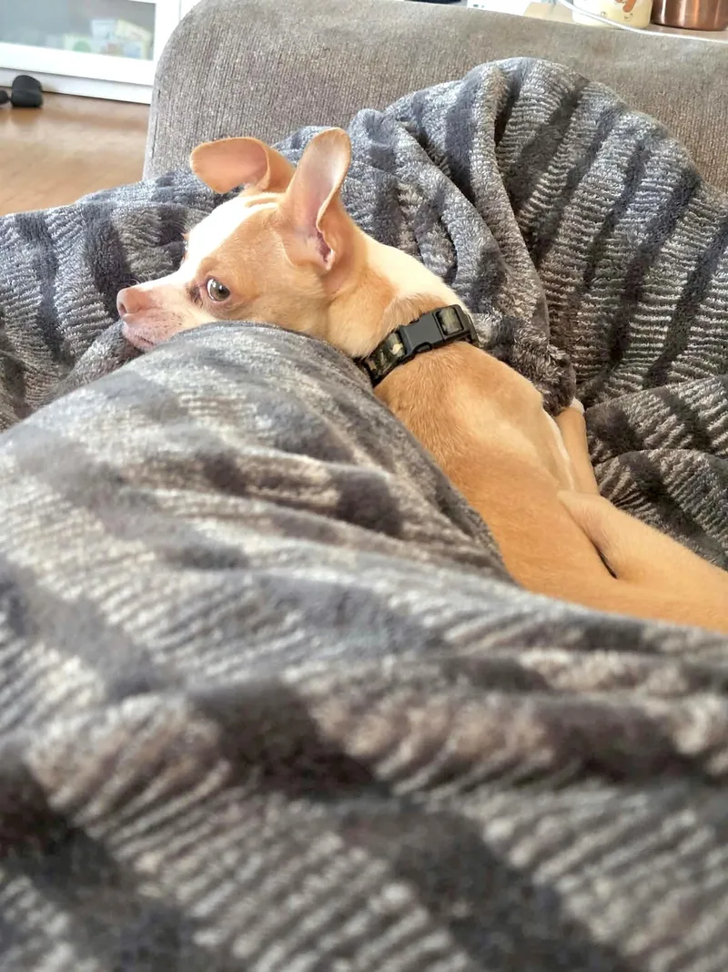 An adult small-sized male Chihuahua dog named Forrest for adoption in Muskego, WI
