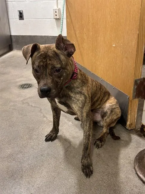 A young medium-sized female Pit Bull Terrier dog named Pumba for adoption in Upper Marlboro, MD