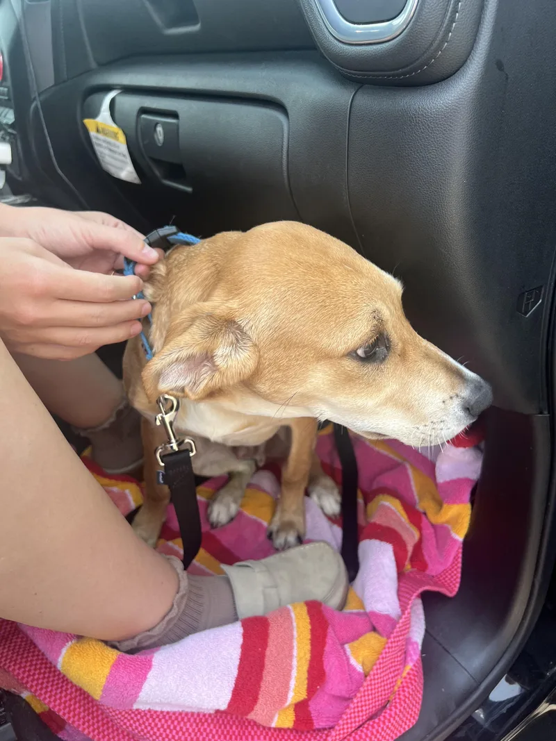 A baby medium-sized male Labrador Retriever dog named Whiskey for adoption in Mabank, TX