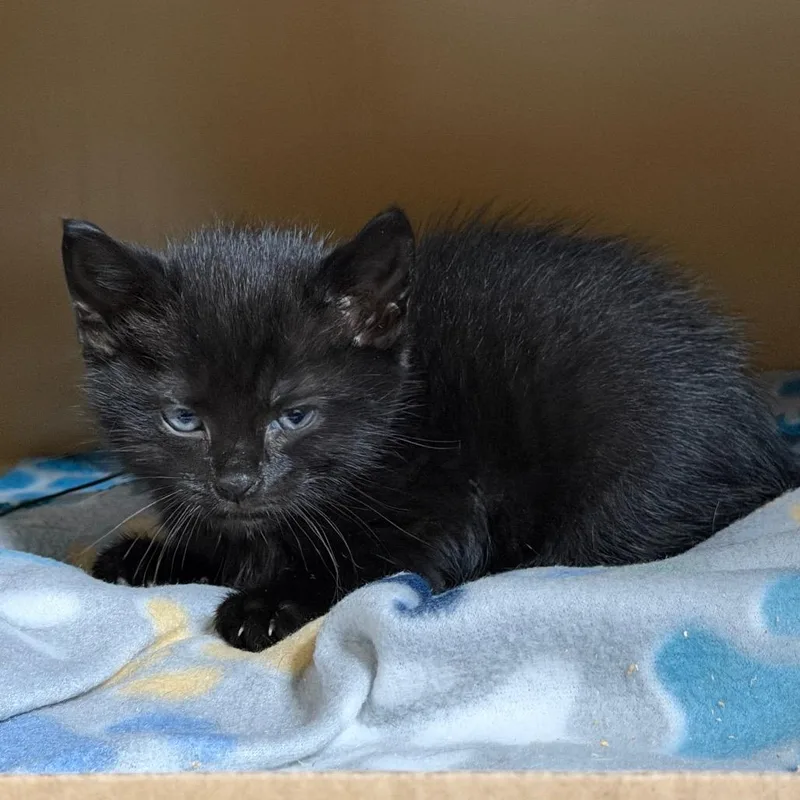 A baby small-sized male Black Domestic Short Hair cat named Tre for adoption in Madisonville, KY