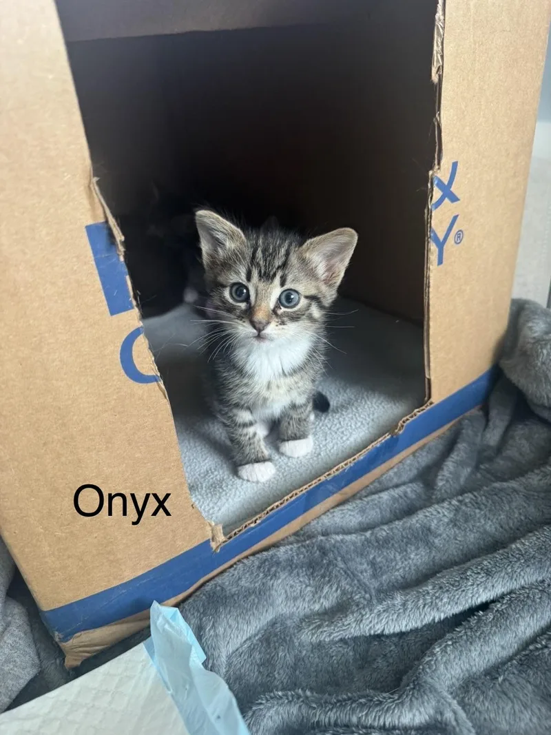 Onyx