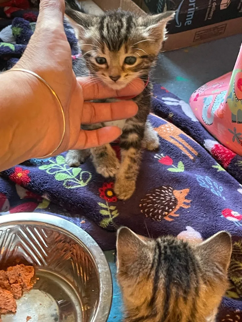 A baby medium-sized male Tabby cat named Leo for adoption in Flint Hill, VA