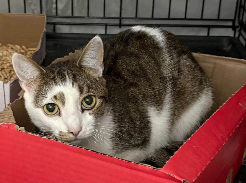 A baby medium-sized female Domestic Short Hair cat named Safari for adoption in Westfield, MA
