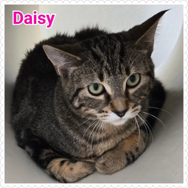 Daisy thumbnail 2