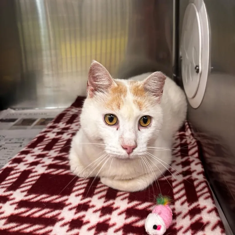 An adult large-sized male White Domestic Short Hair cat named Air Jordan Petsmart Belleville for adoption in Belleville, IL