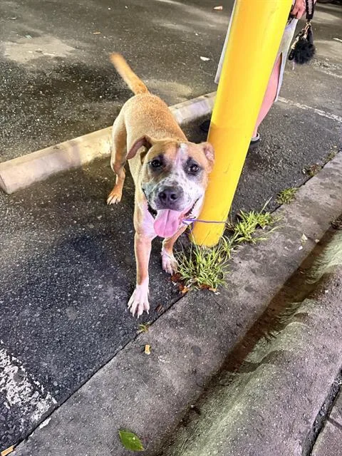 A young medium-sized male Pit Bull Terrier dog named Ziti for adoption in Charlotte, NC