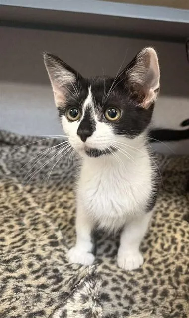 A baby small-sized male Domestic Short Hair cat named Lionel for adoption in Aliquippa, PA