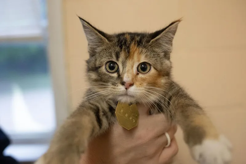 A baby small-sized female Domestic Short Hair cat named Munchkin for adoption in Mountain Home, AR