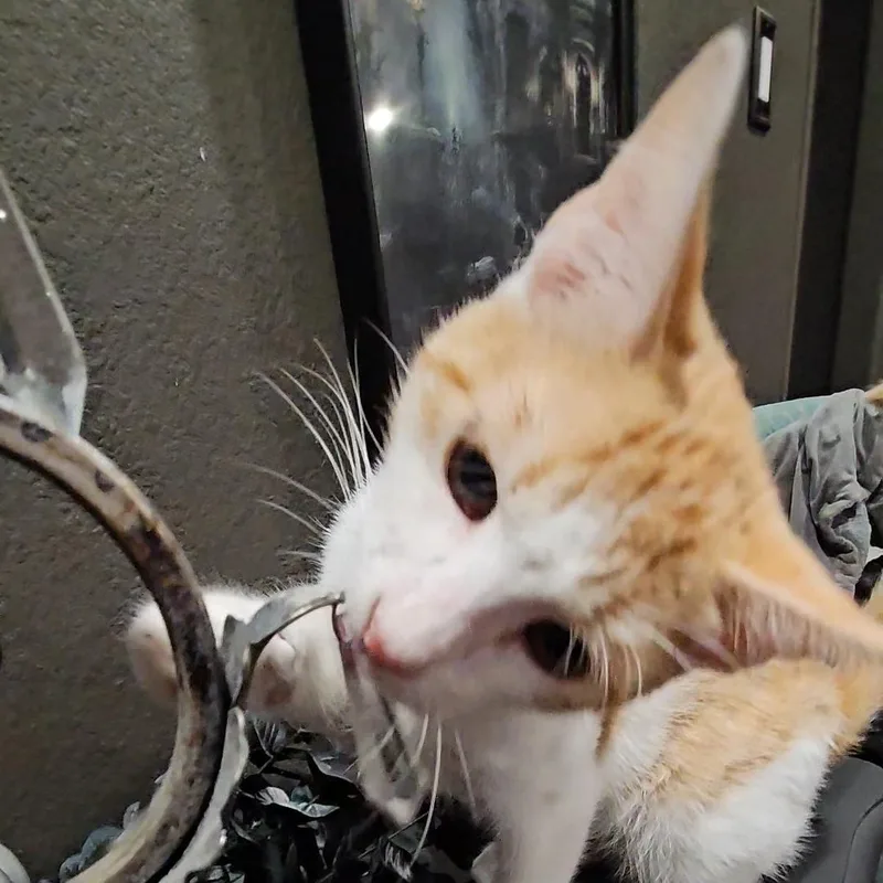 Nugget thumbnail 3