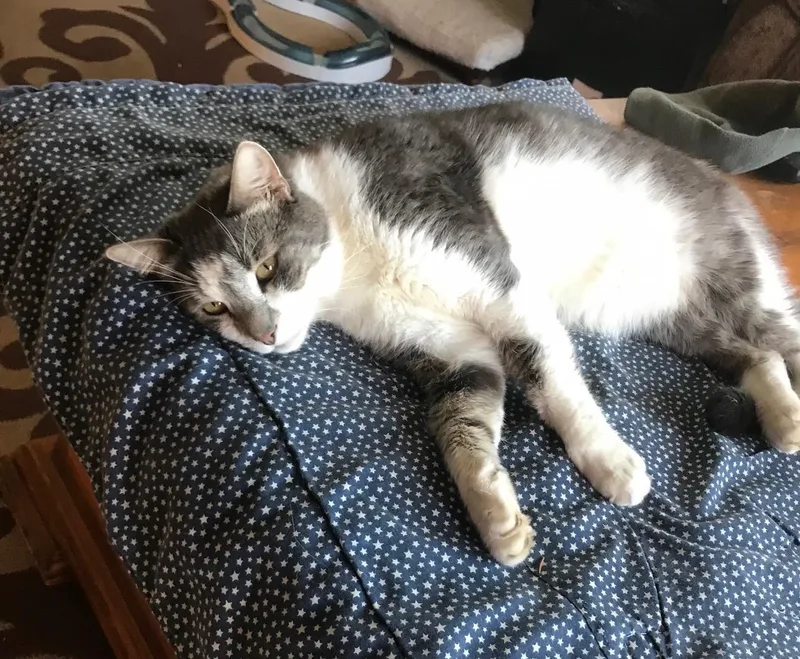 Honey Mack thumbnail 2