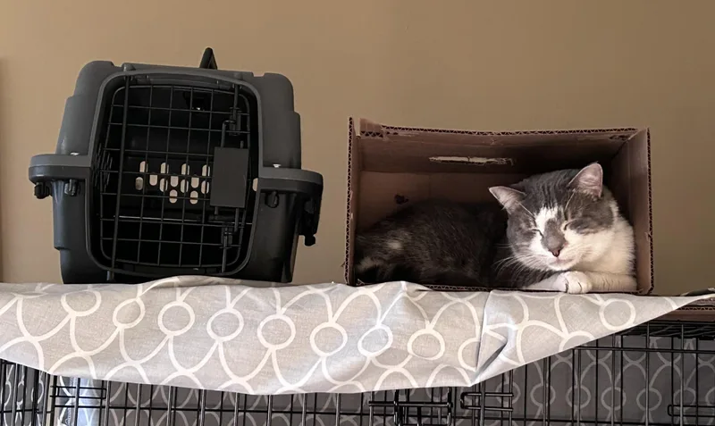 Honey Mack thumbnail 3