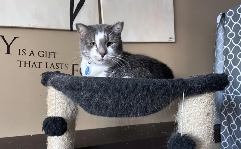 Honey Mack thumbnail 4