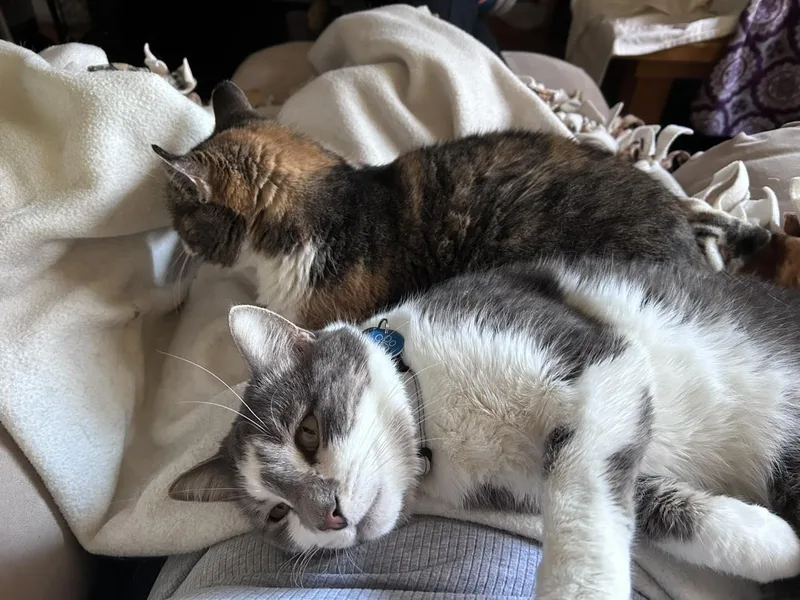 Honey Mack thumbnail 5