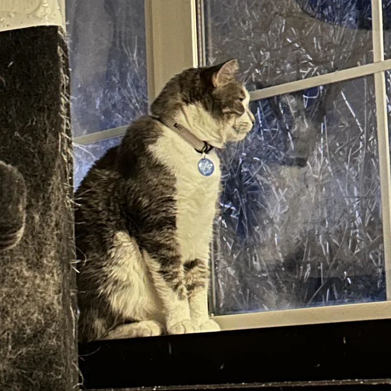 Honey Mack thumbnail 6