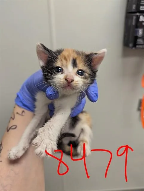 A baby small-sized female Domestic Short Hair cat named Trixie for adoption in Ontario, CA