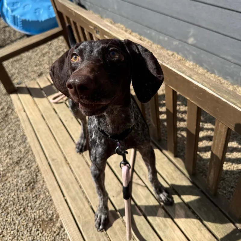A young medium-sized female White / Cream German Shorthaired Pointer dog named Trudy for adoption in Columbia Station, OH
