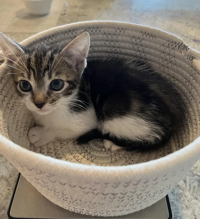 A baby medium-sized female Tabby cat named Nessie for adoption in Orlando, FL