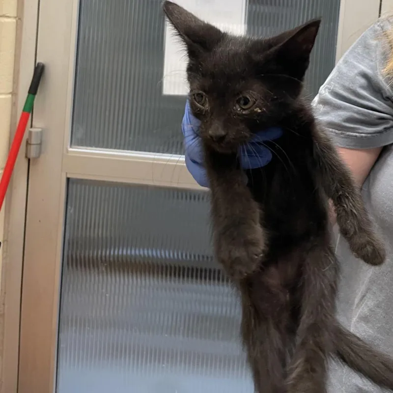 A baby small-sized male Black Domestic Short Hair cat named Buck for adoption in Columbus, GA