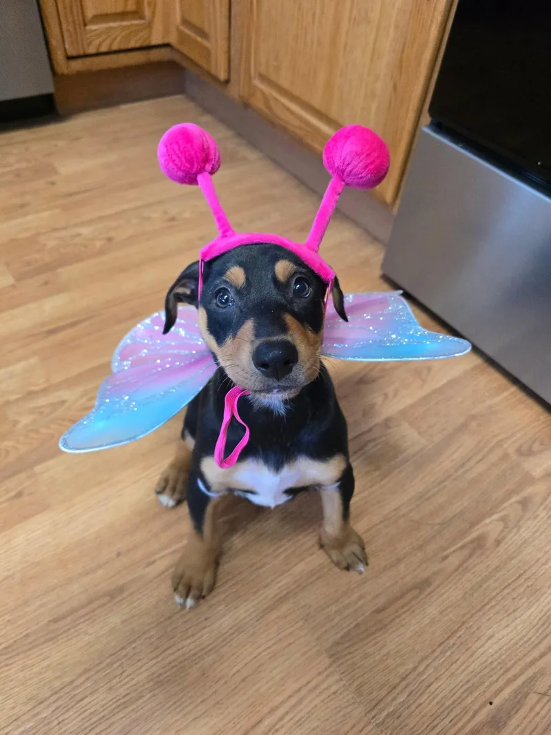A baby large-sized female Doberman Pinscher dog named Maple for adoption in Minneapolis, MN