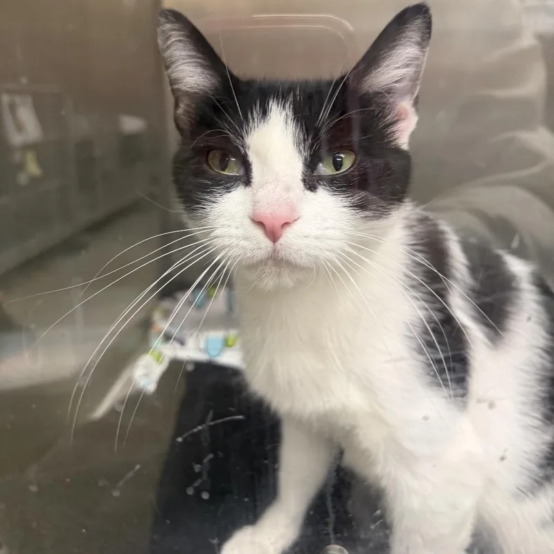 An adult medium-sized female Black Domestic Short Hair cat named Aqua for adoption in Hamburg, NY