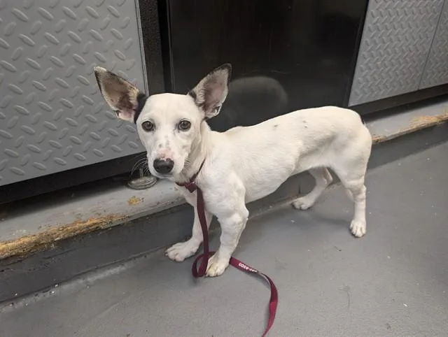 A young small-sized female Chihuahua dog named Raven for adoption in Antioch, CA