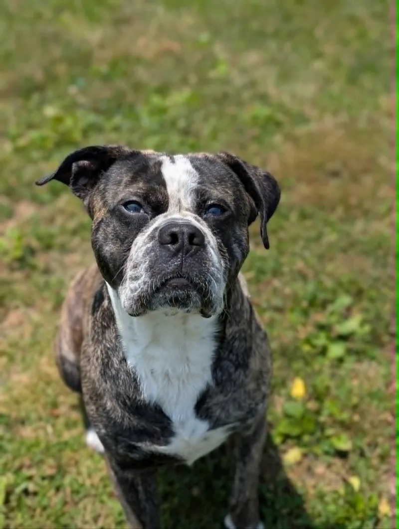 An adult medium-sized male Brindle Boxer dog named Steve for adoption in Chambersburg, PA