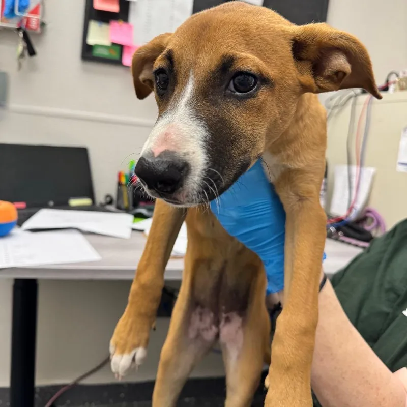 A baby medium-sized female Yellow / Tan / Blond / Fawn Mixed Breed dog named Ashley for adoption in Columbiana, AL