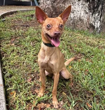 An adult small-sized male Chihuahua dog named Puck for adoption in Honolulu, HI