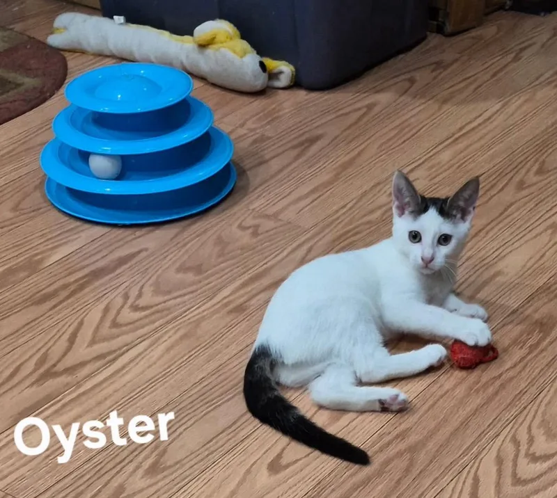 A baby medium-sized female Domestic Short Hair cat named Oyster for adoption in Parkville, MD