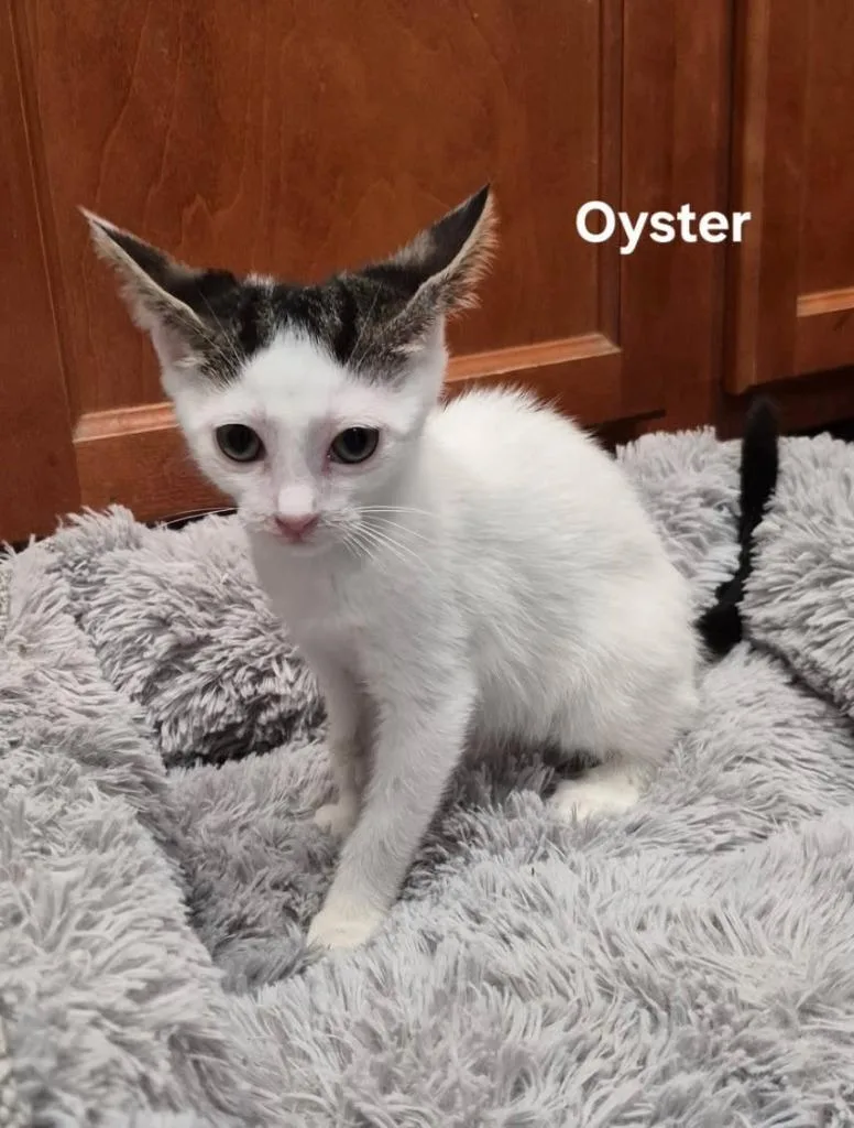 Oyster thumbnail 2