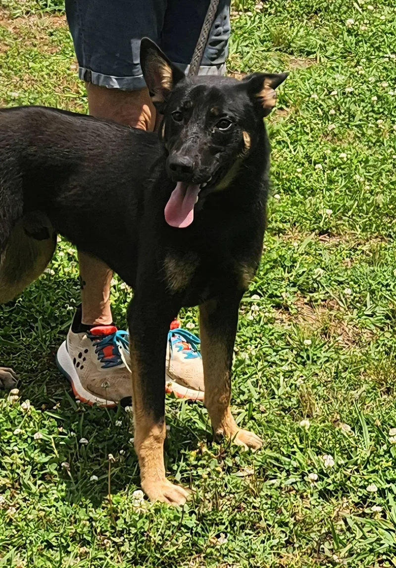 A young medium-sized male German Shepherd Dog dog named Shadow for adoption in Royal Palm Beach, FL
